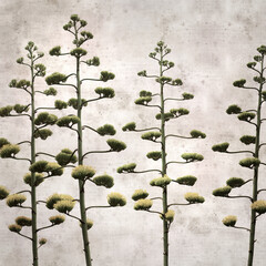 textured stylish old paper background, square,  with tall inflorescences of Agave americana, sentry...
