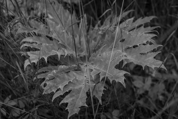 Ein Blatt von der Herkulesstaude