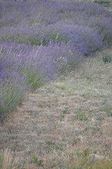 lavender field in provence