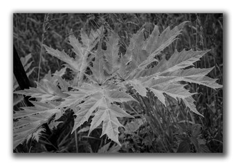 Ein Blatt von dem Bärenkraut