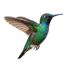 Fototapeta premium Green hummingbird in flight, isolated on white background