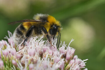 Closeup on a fluffy and bulky European white-tailed bumblebee, Bombus lucorum on a pink Eupatorium cannabinum flower