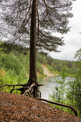 Pine Tree with Exposed Roots Overlooking a Lake
