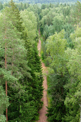  Aerial View of a Forest Path Winding Through Trees