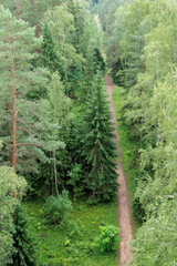 Overhead View of a Forest Path and Meadow
