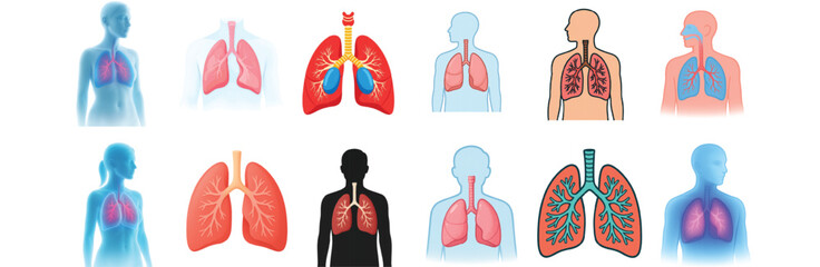 Human Lungs Anatomy Collection – Respiratory System Medical Vector Illustrations