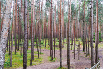 Dense Pine Forest with Straight Trunks
