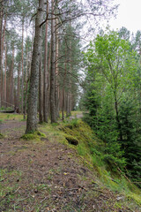 Forest Edge Path Overlooking a Valley