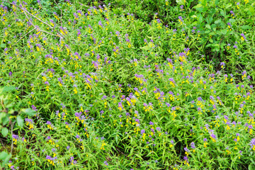 Vibrant Wildflower Meadow in Bloom