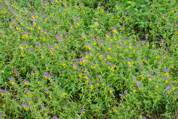 Vibrant Wildflower Meadow in Bloom