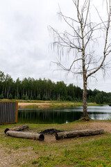 Lakeside Campfire Spot with Bare Tree