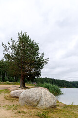 Lakeside Pine with Boulders Under Cloudy Sky