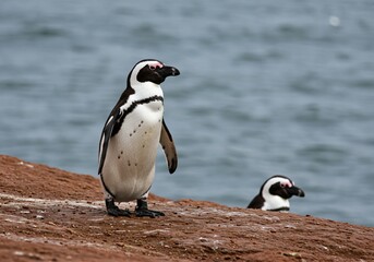 penguin on island