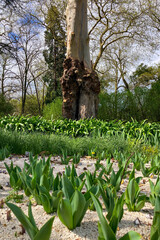 The Atlantic Botanic Garden offers amazing landscapes filled with lush greenery, native flora, and serene walking paths in Gijon, Asturias, Spain © Vitali