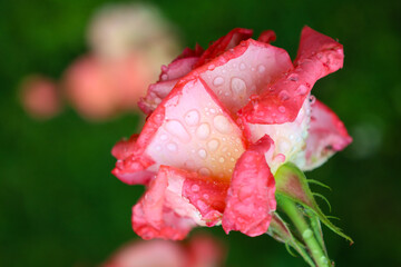 A close-up of a pink rose adorned with numerous water droplets showcases its delicate beauty and...