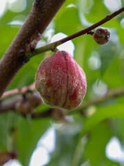 An unusual, velvety pink and green berry or fruit hangs on a branch amidst blurred green foliage. Its unique texture and colors highlight the natural beauty and exoticism of the plant world.