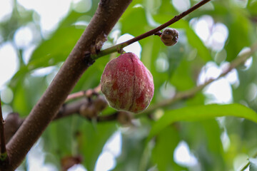 A fluffy fruit with an unusual pink and green coloration delicately hangs on a branch, surrounded by a soft, blurred background of green foliage.