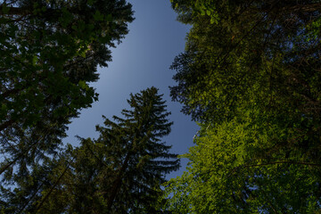 Looking up at forest canopy with deciduous and conifer trees