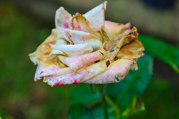 A withered rose with faded petals losing their color and firmness. Signs of wilting are visible on...