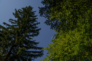 Looking up at forest canopy with deciduous and conifer trees