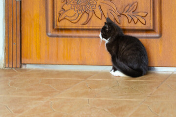 A black and white kitten sits by a carved wooden door, observing something off-camera. This...