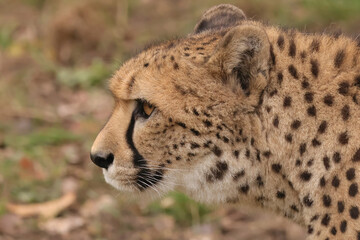 cheetah in the grass