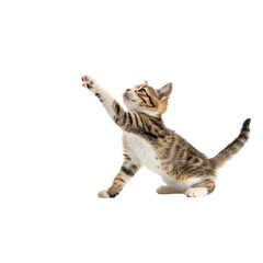 A playful tabby kitten reaching for the sky filled with curiosity and boundless energy on an on transparent background