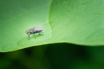 Closeup of a Flesh Fly on a Butterfly Bush Leaf