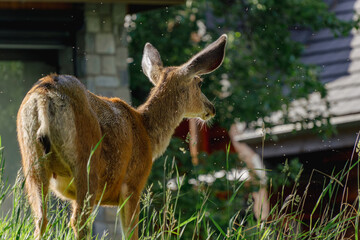 Wet Mule Deer Amongst Houses with Swarming Insects in Waterton Lakes National Park