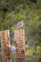 The field thrush is a species of papaya. It is famous for its vast repertoire of songs, which include imitations of other species.