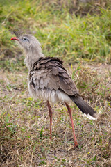 Seriemas are the only living members of the bird family Cariamidae, which is also the only surviving lineage of the order Cariamiformes.