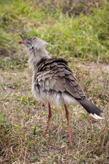 Seriemas are the only living members of the bird family Cariamidae, which is also the only surviving lineage of the order Cariamiformes.
