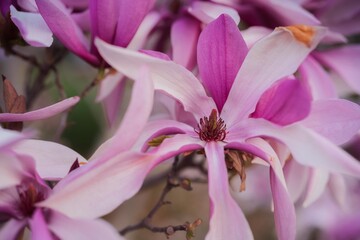 Pink Magnolia tree blooms in spring