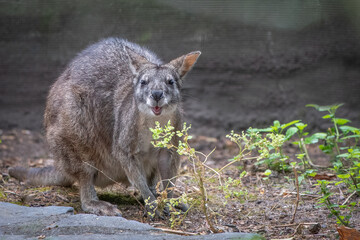 Curious Swamp Wallaby with Open Mouth in Natural Habitat