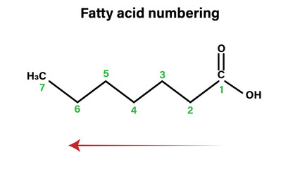Fatty Acid Numbering – Carbon Positioning in Saturated Fatty Acids Vector Diagram
