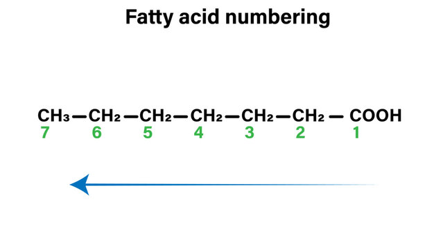 Fatty Acid Numbering &ndash; Carbon Atom Positioning from Carboxyl to Omega End