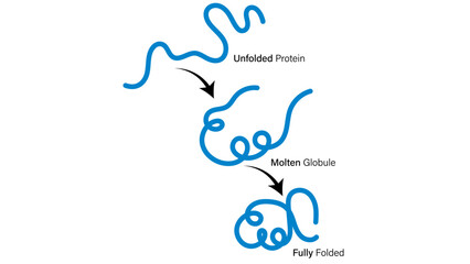 Protein Folding Pathway: From Unfolded to Fully Folded molten globule conformation Vector Illustration