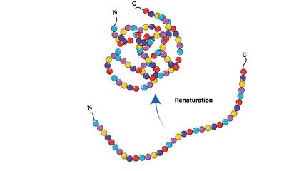 Protein Renaturation Process: From Unfolded to Functional Conformation Vector Illustration

