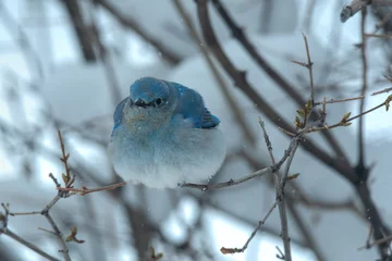 Mountain Blue Bird in the snow © donfink