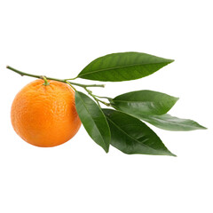 A vibrant orange hanging from a branch of lush green leaves evoking feelings of summer and on transparent background