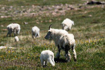 Mountain Goat Family on the Beartooth Highway