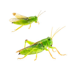 Green Grasshopper Duo: A vibrant pair of bright green grasshoppers showcasing intricate details, set against a pristine background, presenting the delicate beauty of insect life.