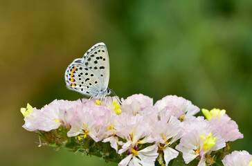 dotted and small, wild butterfly photos