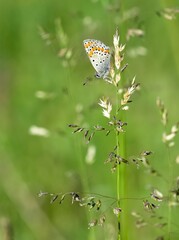 wildlife photos. photos of butterflies in natural areas.