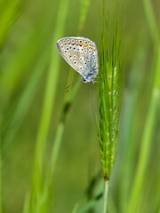 wildlife photos. photos of butterflies in natural areas.