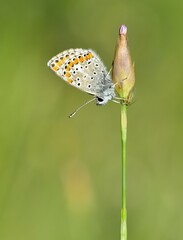 wildlife photos. photos of butterflies in natural areas.