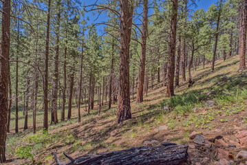 Ravine slope for Clear Creek at North Rim AZ