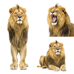 Lion's Majesty: A striking collage showcases a majestic male lion, capturing its strength, and dominance. The series features the lion in various poses, including standing tall, roaring, and resting.
