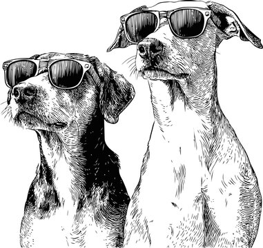 Two dogs wearing sunglasses in detailed black and white sketch style. Vector illustration