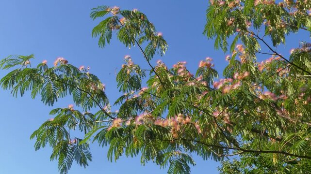 Blooming mimosa tree (Albizia julibrissin) in a summer park